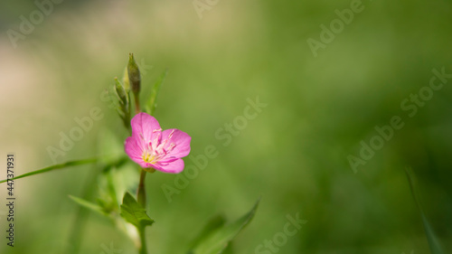 Bella y pequeña flor rosa (flor Onagra) en jardín rodeada de pasto verde.  © Ricardo Hidalgo