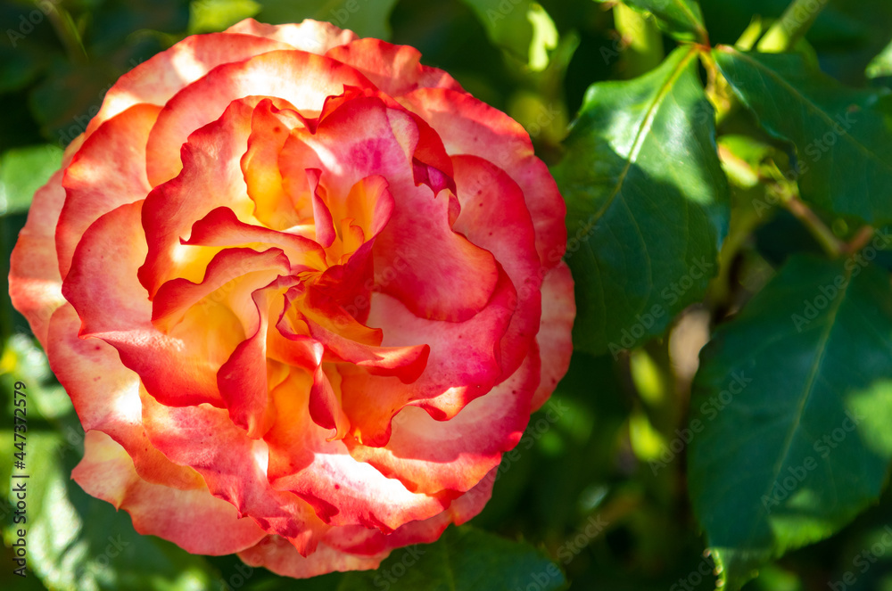 Red rose