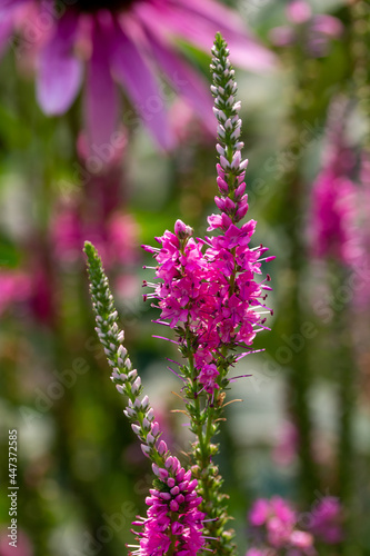 Close up texture view of bright pink veronica spicata (spiked speedwell) flowers in bloom in a sunny ornamental garden, with defocused background photo