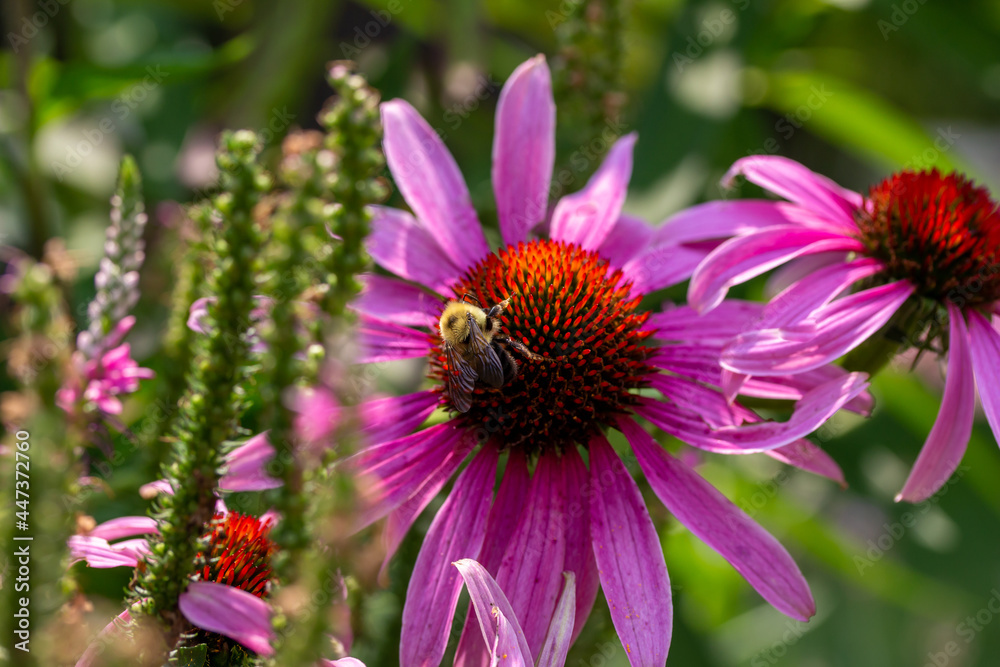 Close-up abstract texture background of a single rosy pink color purple coneflower blossom (echinacea purpurea) in a sunny summer garden, with a fuzzy yellow bumblebee
Close-up abstract texture background of a single rosy pink color purple coneflower blossom (echinacea purpurea) in a sunny summer garden, with a fuzzy yellow bumblebee