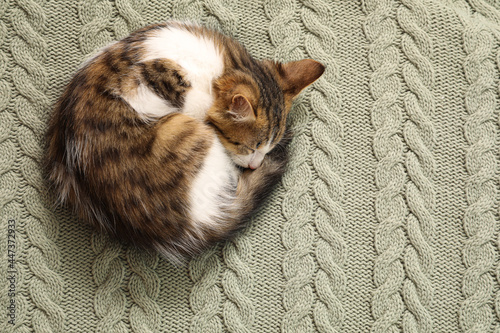Cute kitten curled up on knitted plaid, top view with space for text. Baby animal