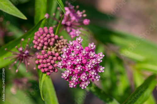 Close up abstract texture background of beautiful rosy pink blossoms and buds on a swamp milkweed plant  asclepias incarnata  in a sunny summer garden