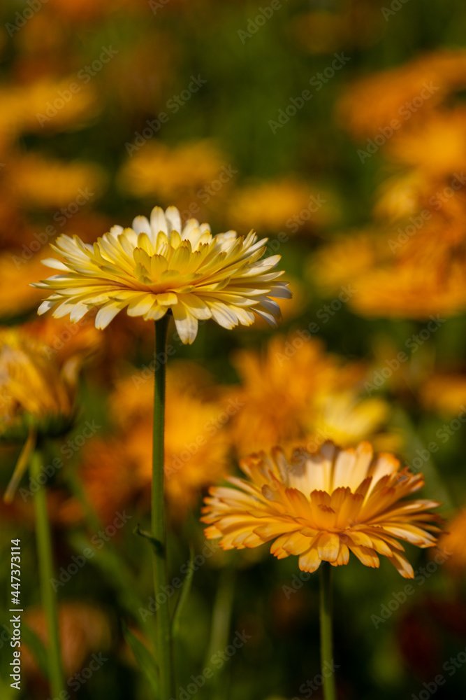 Yellow flower