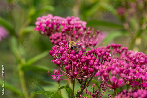 Close up abstract texture background of beautiful rosy pink blossoms and buds on a swamp milkweed plant  asclepias incarnata  in a sunny summer garden
