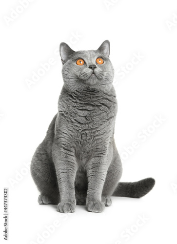 Adorable grey British Shorthair cat on white background
