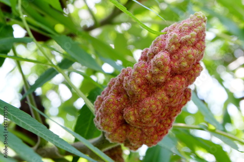 close-up look at staghorn sumac with green leaves on background, selective focus, shallow DOF