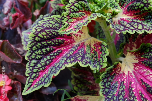 Multicolor decorative plant - coleus; leaves in green pink and purple colors ( Solenostemon scutellarioides )