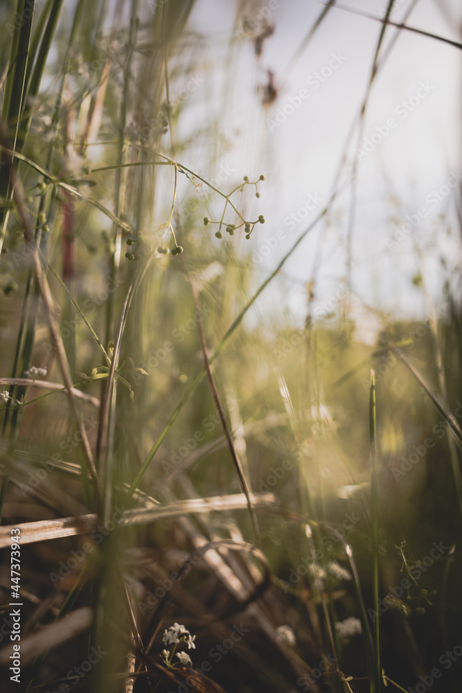 grass in the morning grass in the morning