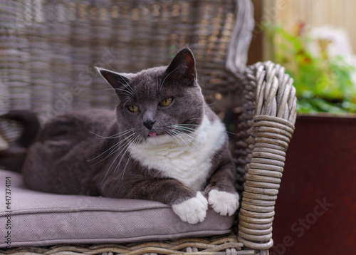 gray cat with white paws and protruding tongue relaxes in a rattan chair © AstridAve