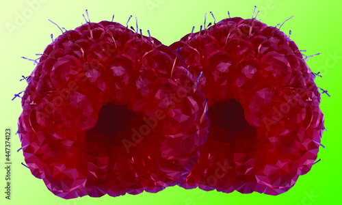 Малина фон для баннера. Raspberry background for banner. Vector drawing.