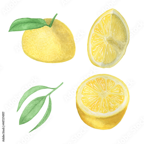 Watercolor illustration Lemon. Hand draw clipart citrus fruit. Menu design. Logo. Watercolor sketch. Summer time banner. Lemonade. Lime leaf. Realistic illustration