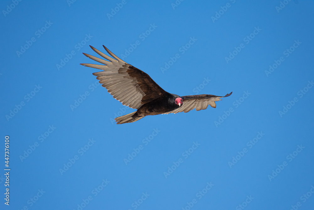 Obraz premium Vultures