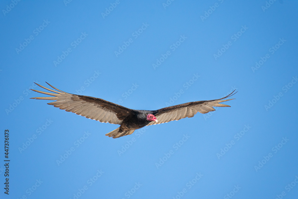 Obraz premium Vultures