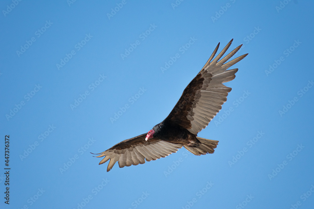 Fototapeta premium Vultures