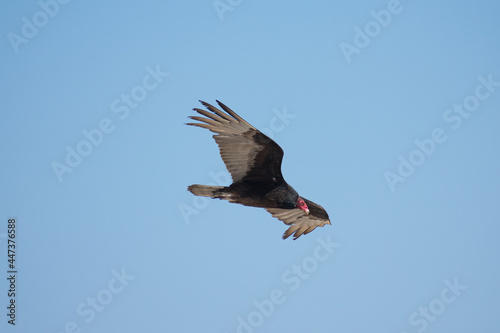 Vultures © Marcos