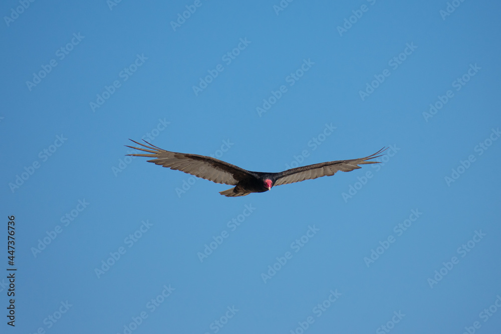 Obraz premium Vultures