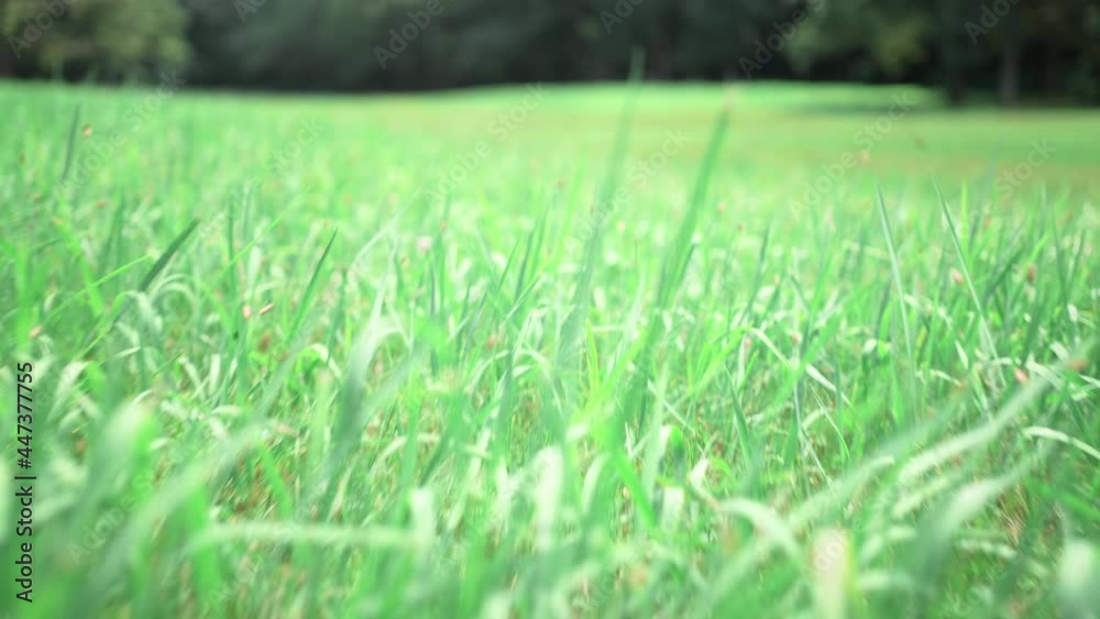 緑に囲まれた草原を走る主観的な映像 緑に囲まれた草原を走る主観的な映像