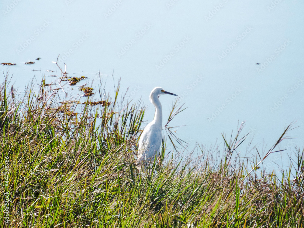 White heron is a bird of the Ardeidae family, characteristic of wetlands, widely distributed in the Americas, Africa, India, Southeast Asia and Australia. Scientific name is Ardea alba White heron is a bird of the Ardeidae family, characteristic of wetlands, widely distributed in the Americas, Africa, India, Southeast Asia and Australia. Scientific name is Ardea alba