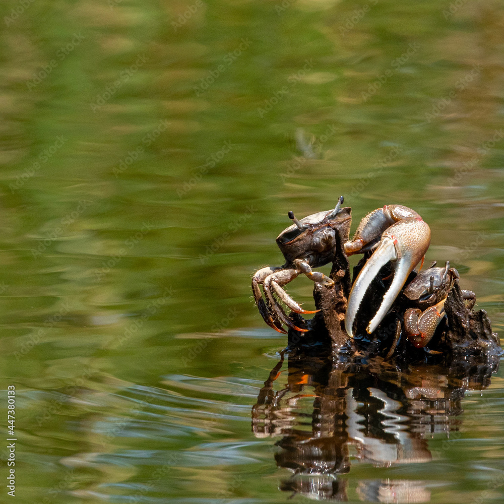 Fiddler Crabs Fighting on a Cypress Root Fiddler Crabs Fighting on a Cypress Root