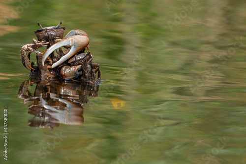 Принти на полотні Fiddler Crabs Fighting on a Cypress Root