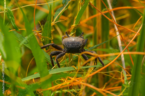 Fiddler Crab Climbing Marsh Grass