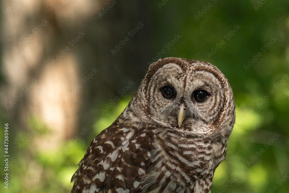 Beautiful Barred Owl with Intense Black Eyes