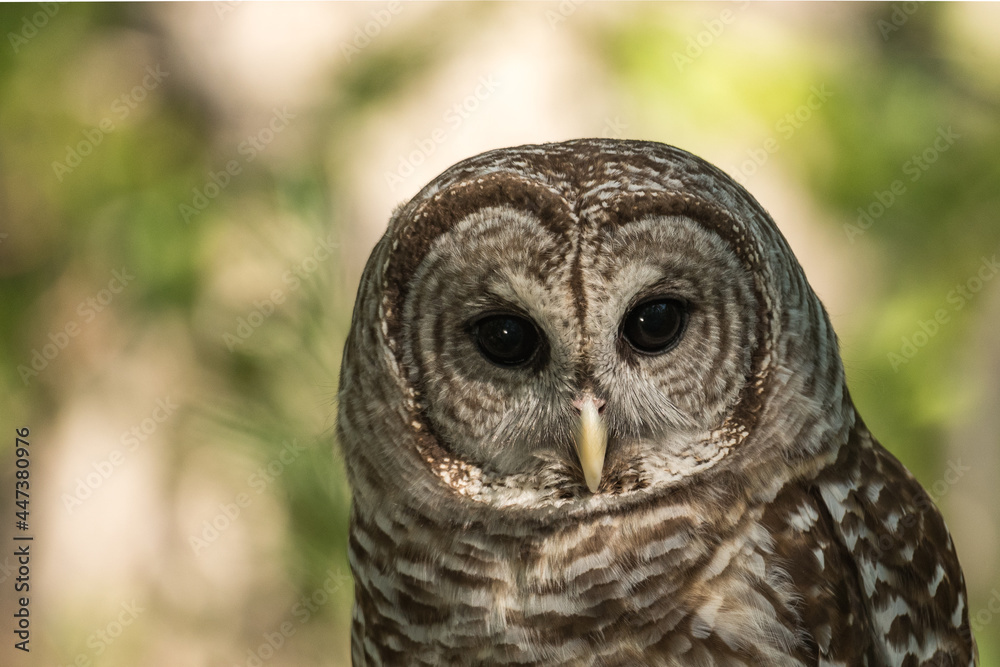 Fototapeta premium Beautiful Barred Owl with Intense Black Eyes