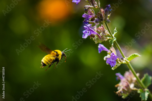 Bumblebee in flight to a purple flower