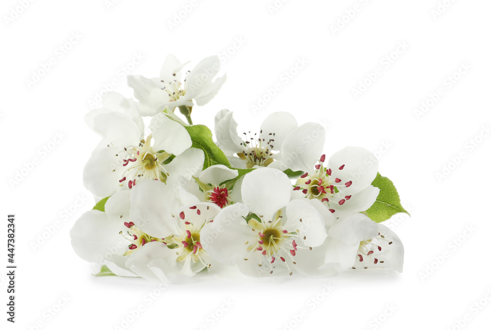 Beautiful flowers of blossoming pear tree on white background Beautiful flowers of blossoming pear tree on white background