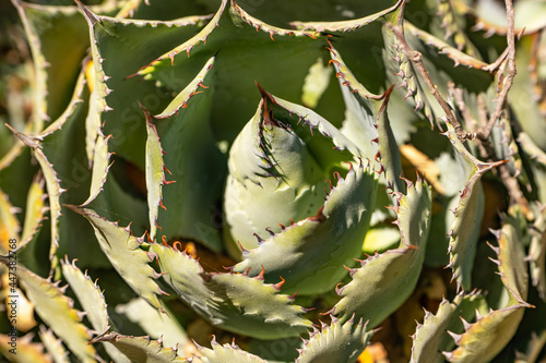 Close-up of Agave shawii (Shaw's Agave)