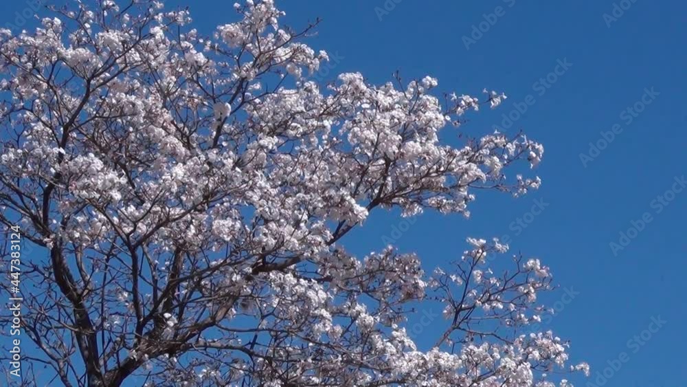 Tabebuia roseo-alba, known as white ipê, against blue sky. Flowering tree native to Cerrado and Pantanal vegetation in Brazil, Tabebuia roseo-alba, known as white ipê, against blue sky. Flowering tree native to Cerrado and Pantanal vegetation in Brazil,