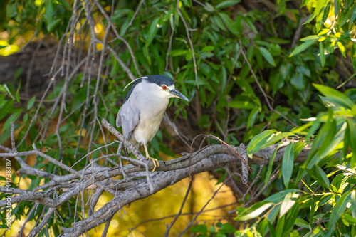 Black-crowned night heron (Nycticorax nycticorax) sits on a tree.	