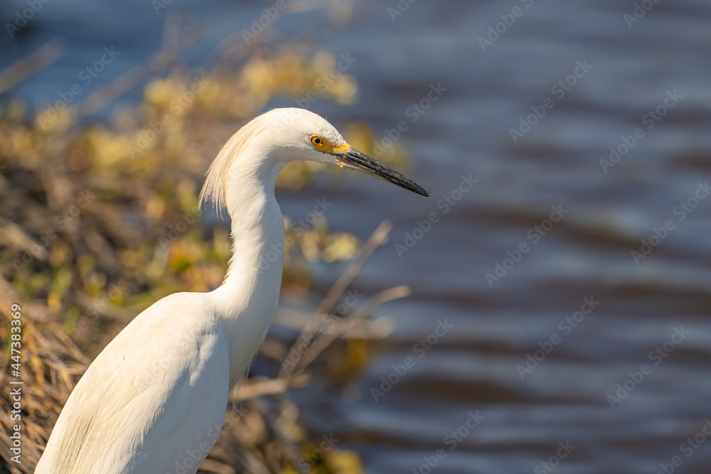 Close-up of Snowy egret (Egretta thula). Baylands Nature Preserve, Santa Clara County, California Close-up of Snowy egret (Egretta thula). Baylands Nature Preserve, Santa Clara County, California