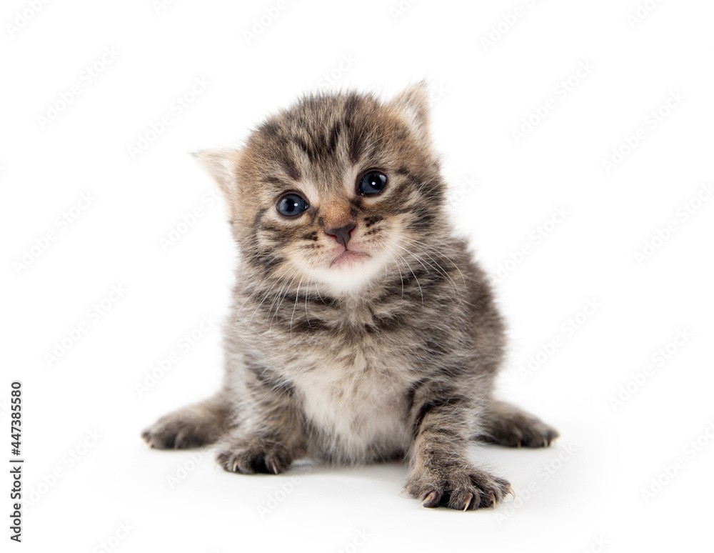 Obraz premium Cute tabby kitten on white