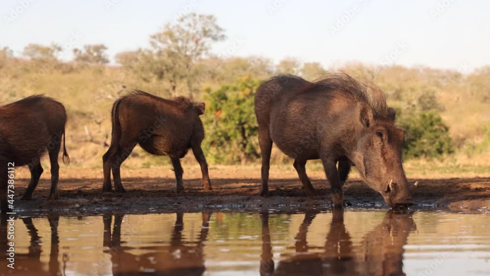 Pan across a sounders of African warthogs at pond in golden hour light Pan across a sounders of African warthogs at pond in golden hour light