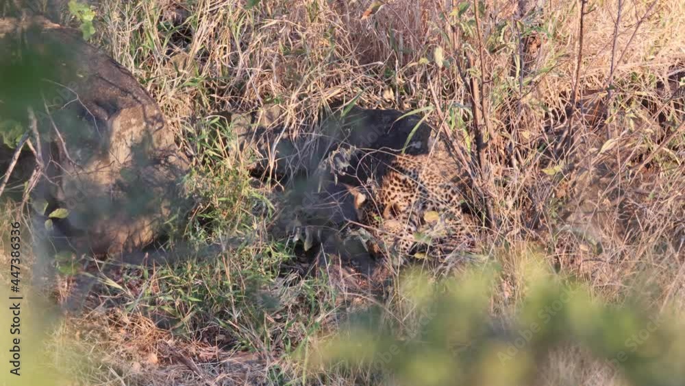 Cute African Leopard cub plays with sibling tail in tall savanna grass Cute African Leopard cub plays with sibling tail in tall savanna grass