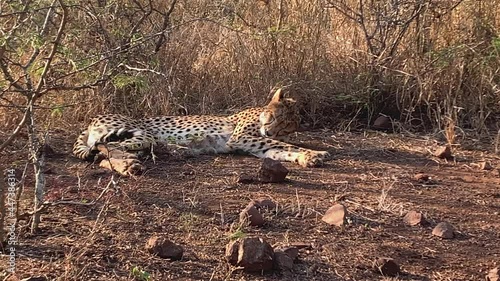 African cheetah relaxing in shade of tall grass, licks herself clean photo