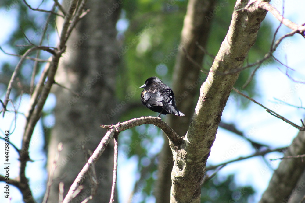 Tree Bird Tree Bird