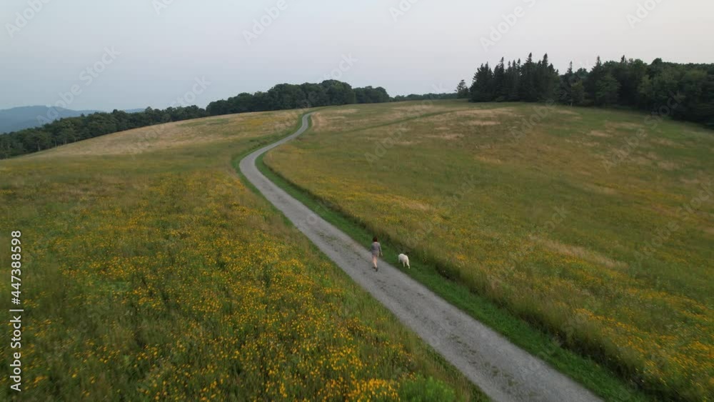 woman walks white lab labrador dog on trail woman walks white lab labrador dog on trail