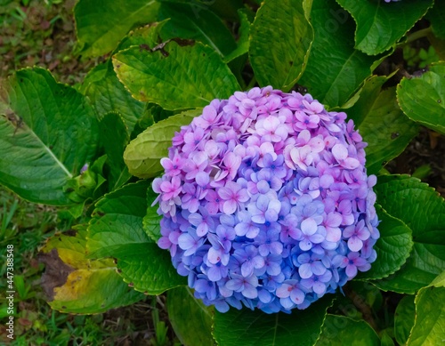 Purple Flowers - Brazil