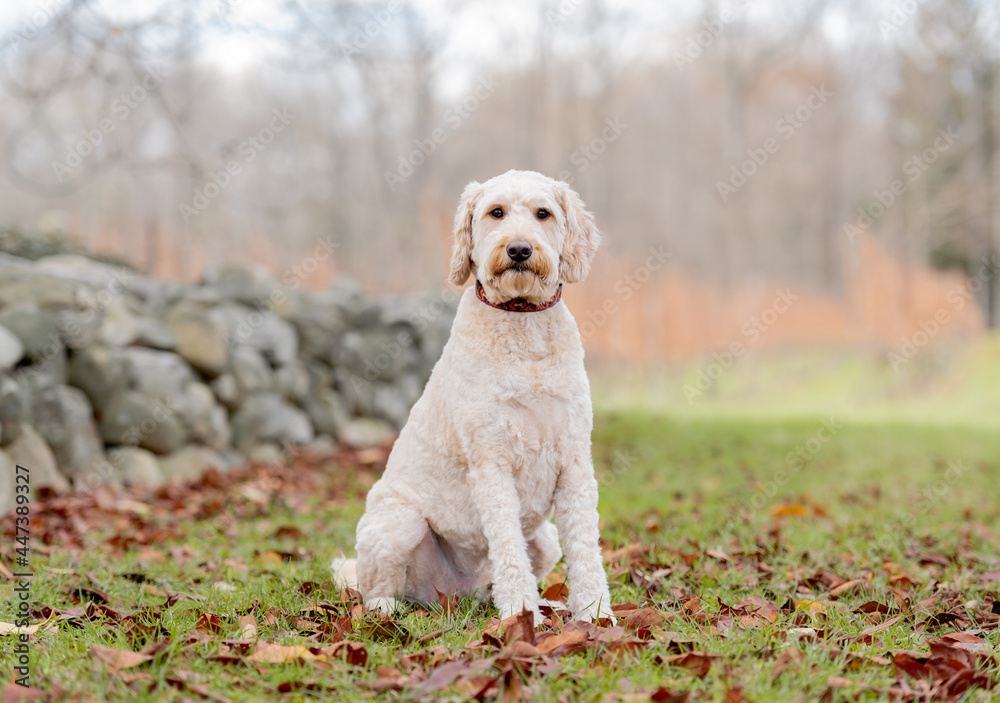 adorable white poodle dog posing for the camera on the grass in the park adorable white poodle dog posing for the camera on the grass in the park