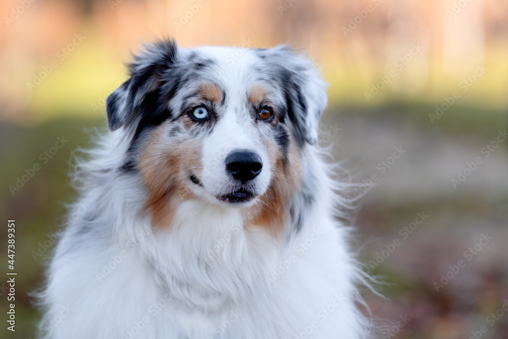 one fluffy australian shepherd dog in the park posing for the camera standing on the green grass rocks dry trees in the background