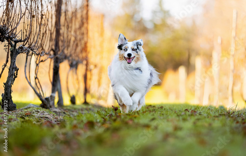 one fluffy australian shepherd dog in the park posing for the camera standing on the green grass rocks dry trees in the background