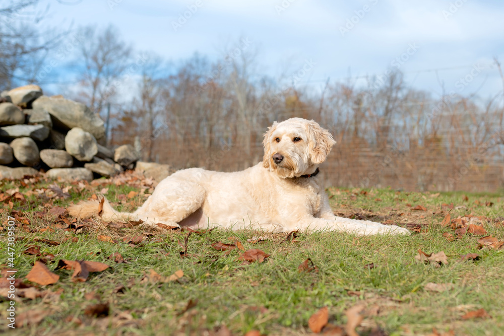 adorable white poodle dog posing for the camera on the grass by a rock wall in the park, cold day, dry trees in the back adorable white poodle dog posing for the camera on the grass by a rock wall in the park, cold day, dry trees in the back