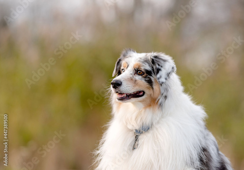 one fluffy australian shepherd dog in the park posing for the camera on the grass © Alessandra Sawick