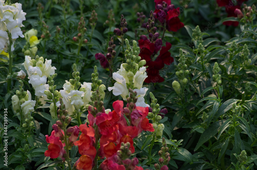 Snap Dragon Flowers Blooming in the Garden