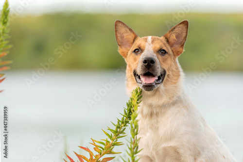 one mixed breed dog smiling with the tongue out in the park among the trees 