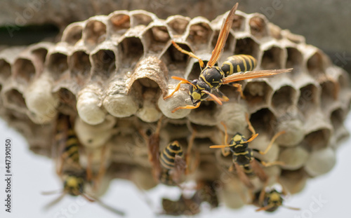 European wasp (Vespula germanica) building a nest to start a new colony in the greenhouse Fototapete