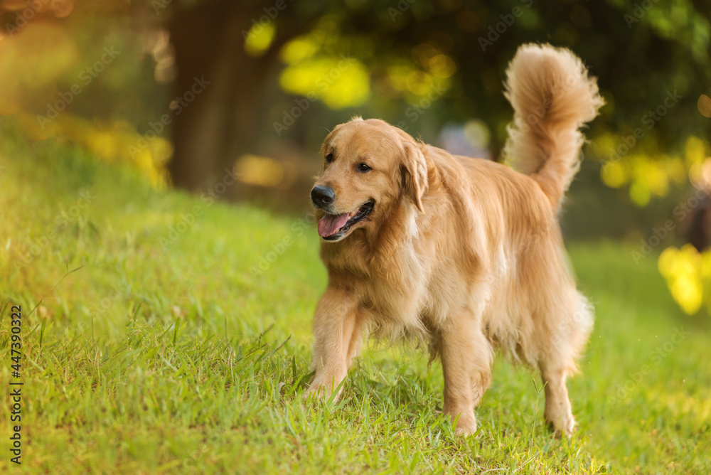 Obraz premium one adorable golden retriever dog posing for the camera on the green grass in the park trees in the back sunny afternoon golden hour 