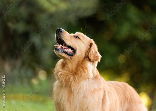 one adorable golden retriever dog posing for the camera on the green grass in the park trees in the back sunny afternoon golden hour 
